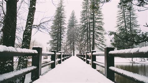 Can You Fly a Drone in Yosemite? And Why Do Trees Whisper Secrets to the Wind?