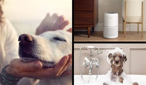 Does Air Purifier Help with Dog Smell? And Why Do Dogs Prefer Clean Air Over Dirty Socks?