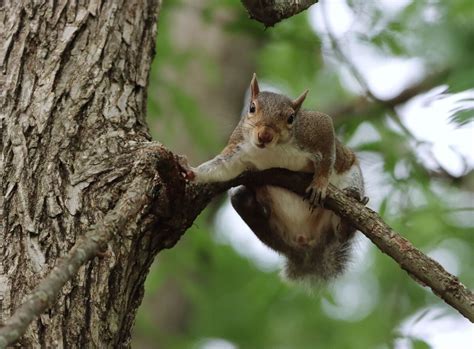 What is the Fine for Flying a Drone in a National Park? And Why Do Squirrels Always Seem to Know When You're About to Take Off?