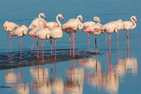 Why is my Temu package taking so long? And why do flamingos stand on one leg while waiting for their deliveries?